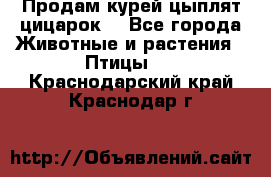 Продам курей цыплят,цицарок. - Все города Животные и растения » Птицы   . Краснодарский край,Краснодар г.